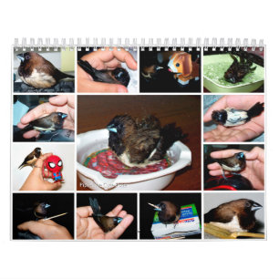 Pipi the adorable finch calendar