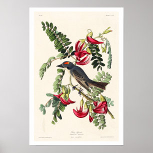 Piping Flycatcher par Audubon Poster
