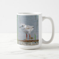 Piping Plover