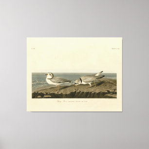 Piping Plover from Audubon's Birds of America Canvas Print