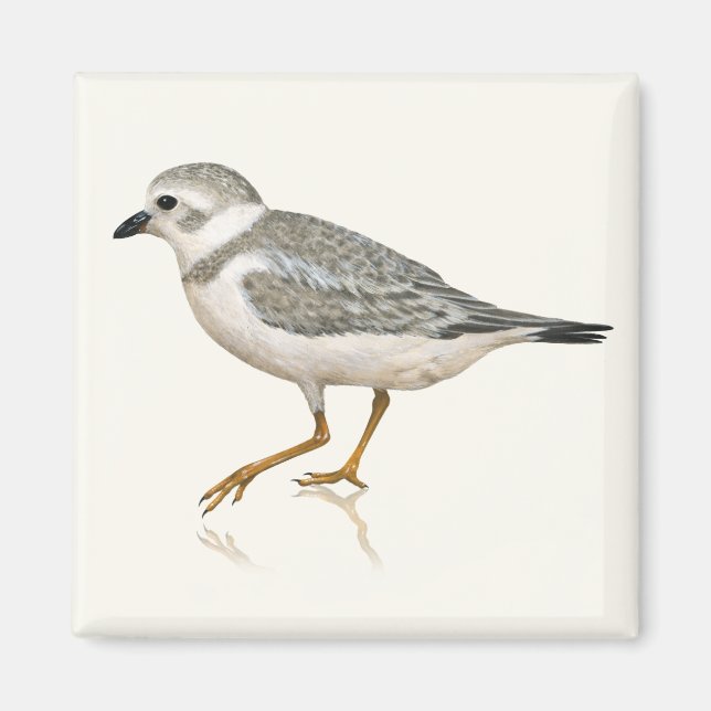 Piping Plover Magnet (Front)