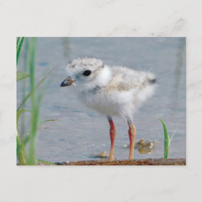 Piping Plover Postcard (Front)