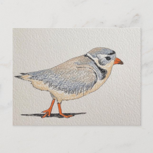 Piping Plover Postcard (Front)