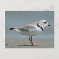 Piping Plover