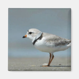 Piping Plover walking on the beach Magnet