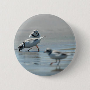 Piping Plovers eating on the beach 2 Inch Round Button