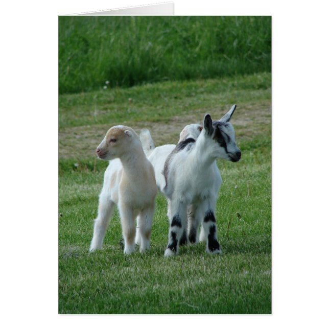 Pippi and Grey (Front)