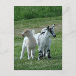 Pippi and Grey Postcard