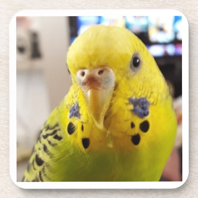 Pipsqueak @chirpythecrazyparkeet Plastic coaster (Front)