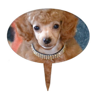 Piques À Gâteaux Chiot pelucheux de caniche d'abricot