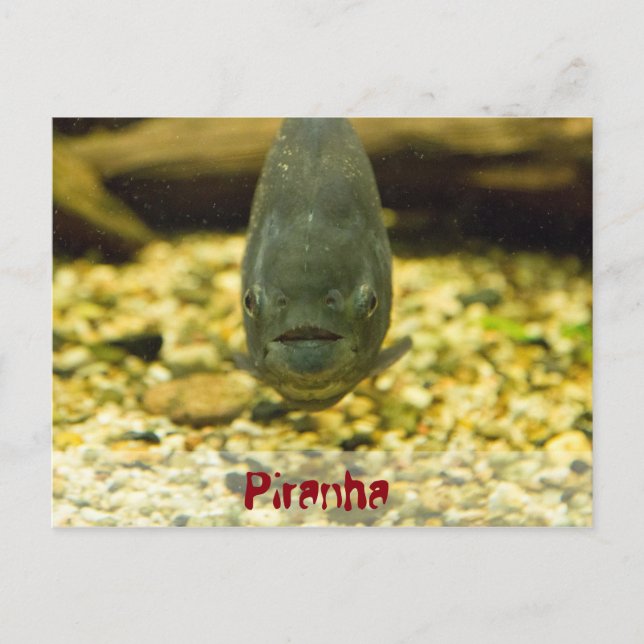 piranha postcard (Front)
