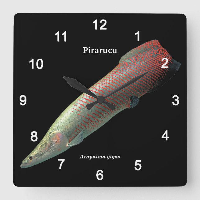 Pirarucu , Arapaima gigas Square Wall Clock (Front)