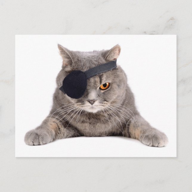Pirate Cat Postcard (Front)