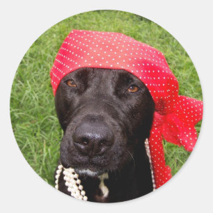 Pirate dog, black lab, red hankerchief green grass classic round sticker