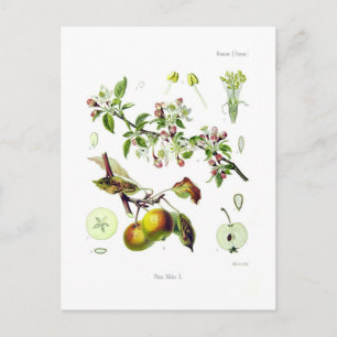 Pirus malus (Malus domestica) Postcard