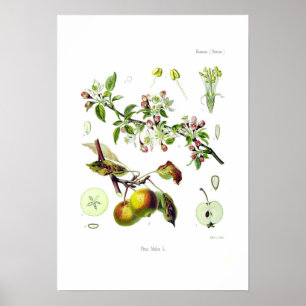 Pirus malus (Malus domestica) Poster