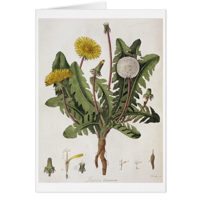 Pissenlit (gravure de couleur) (Devant)