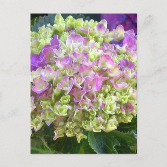 Pistachio Colour Hydrangea Postcard (Front)