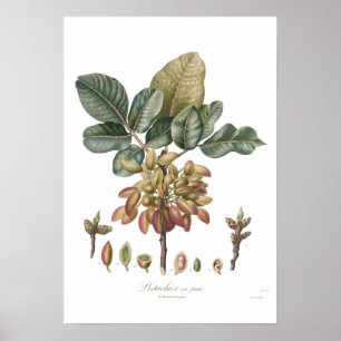 Pistachio nut,Pistacia vera Poster