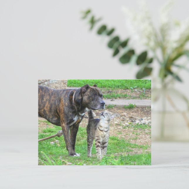 Pit Bull and Cat Postcard (Standing Front)