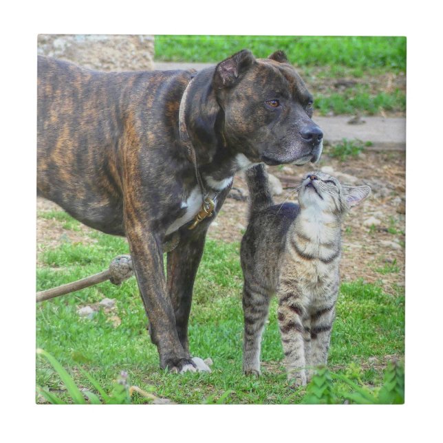 Pit Bull and Cat Tile (Front)