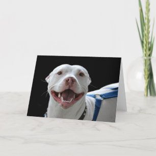 Pit bull carte souriante