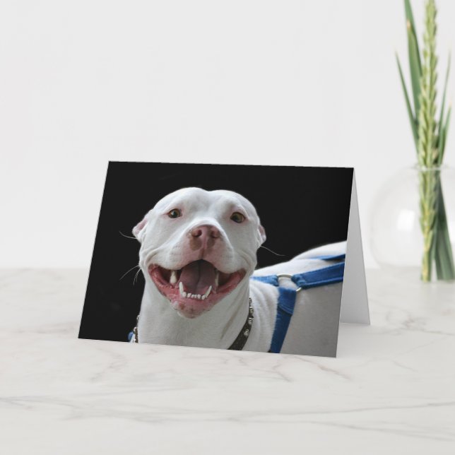 Pit bull carte souriante (Devant)