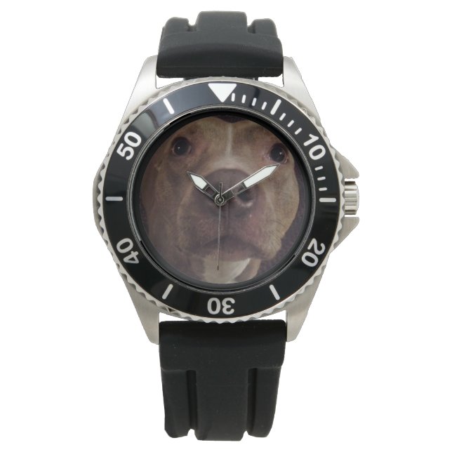 PIT BULL CHIEN MONTRE (devant)