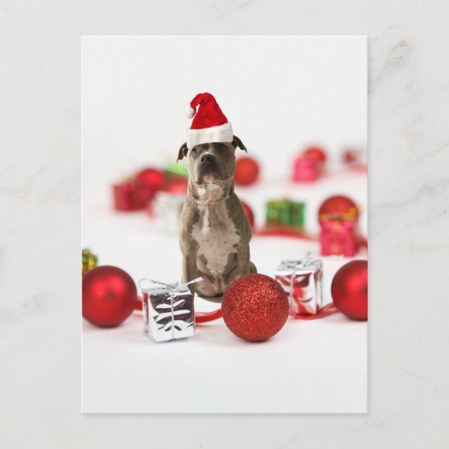 Pit Bull Dog with Gift box and Christmas Ornaments Holiday Postcard (Front)