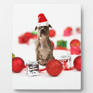 Pit Bull Dog with Gift box and Christmas Ornaments Plaque