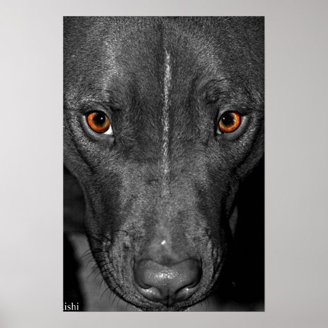 Pit Bull Eyes. In Black and White and Colour Poster (Front)