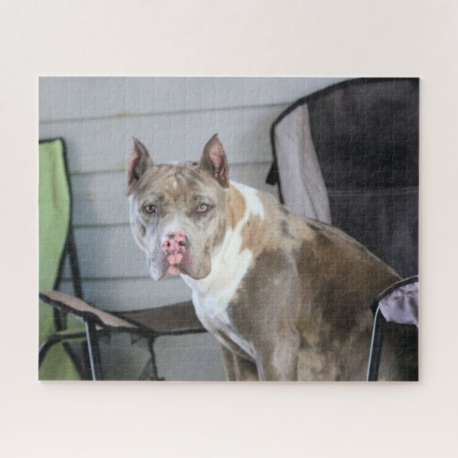 Pit Bull Jigsaw Puzzle (Horizontal)