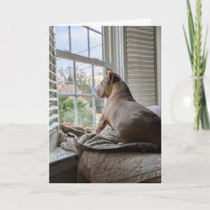 Pit Bull Love Miss You Card