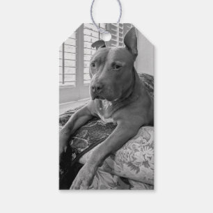Pit Bull Love Photography  Gift Tags