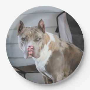 Pit Bull Paper Plate