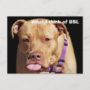 Pit Bull Postcard