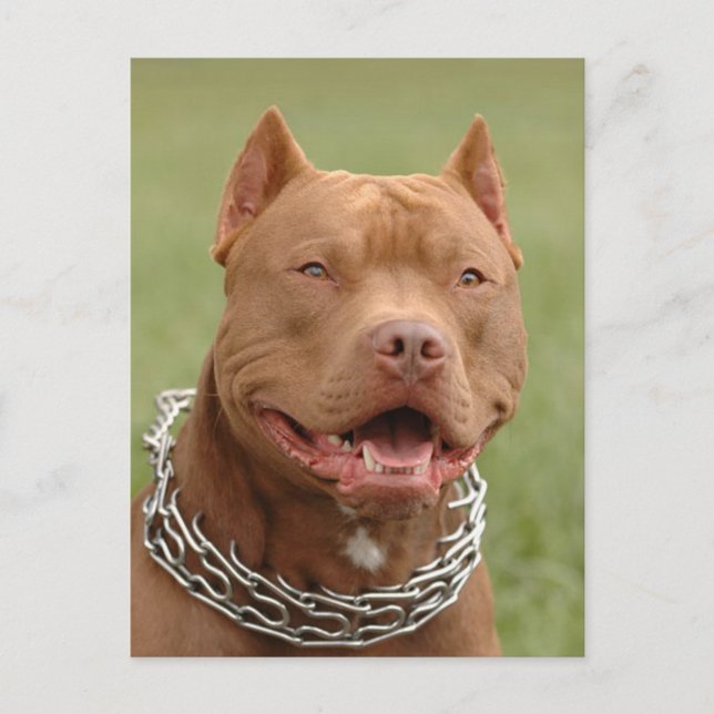 Pit Bull Puppy Dog Blank Postcard (Front)