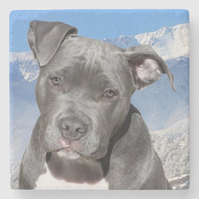 Pit Bull Stone Coaster (Front)