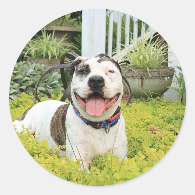 Pit Bull T-Bone Classic Round Sticker (Front)