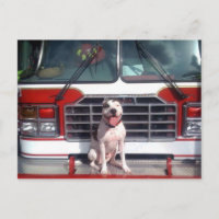 Pit Bull T-Bone Fire House Dog