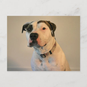 Pit Bull T-Bone Postcard