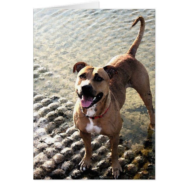 Pit Bull Terrier (Devant)