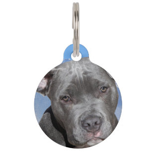 Pit Bull Terrier Dog. Pet Tag
