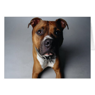 Pit Bull Terrier Lying Down