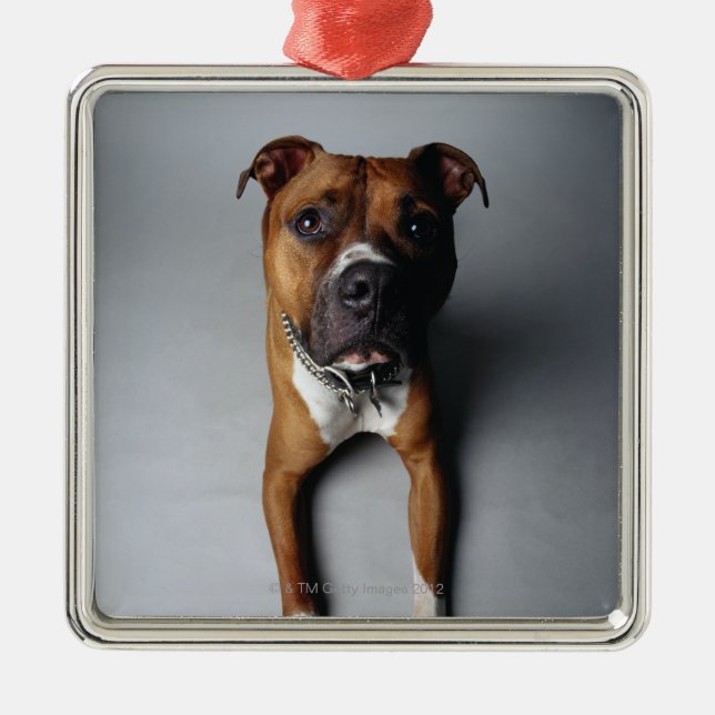 Pit Bull Terrier Lying Down Metal Ornament (Front)