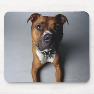Pit Bull Terrier Lying Down Mouse Pad
