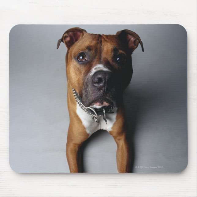 Pit Bull Terrier Lying Down Mouse Pad (Front)