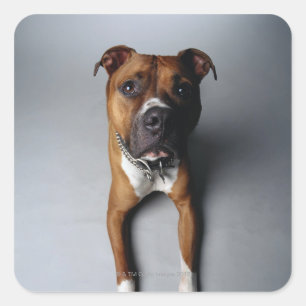 Pit Bull Terrier Lying Down Square Sticker