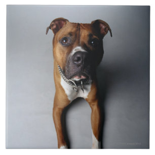Pit Bull Terrier Lying Down Tile