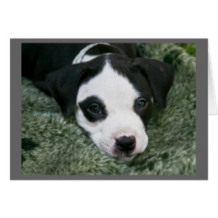 Pit Bull Terrier Pup Card - "Angie"